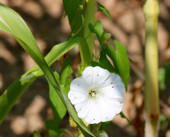 Close-up of white flowers blooming outdoors