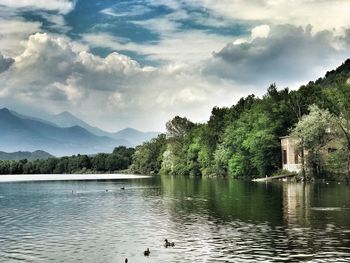 Swans swimming in lake against sky