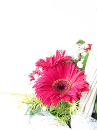 Close-up of pink flower against white background