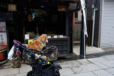 Dog sitting on footpath