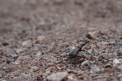 High angle view of crab on field