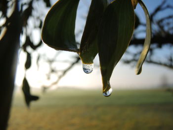 Close-up of water drops on leaf