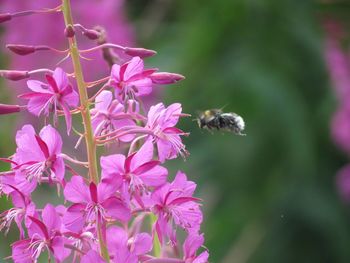 Close-up of bee on pink flowers