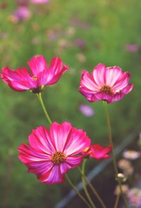 Close-up of pink cosmos flowers blooming outdoors