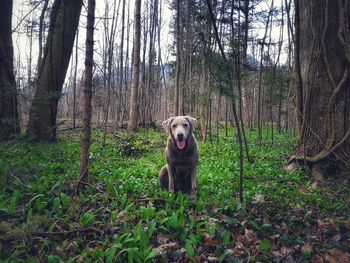 Portrait of dog in forest