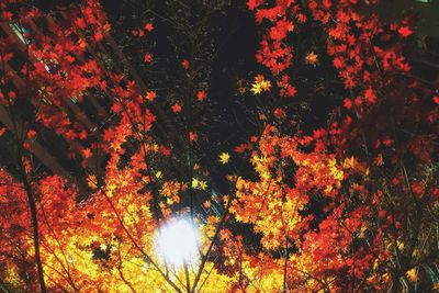 Close-up of trees against sky