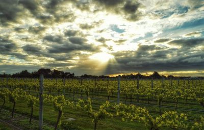 Scenic view of field against cloudy sky