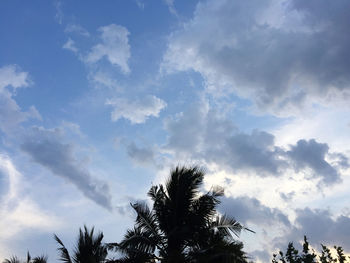 Low angle view of palm trees against sky