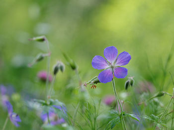 Close-up of purple flowering plant