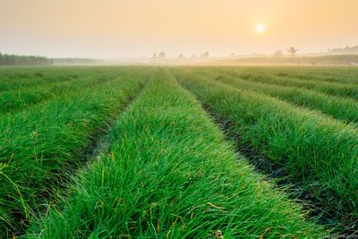 Scenic view of grassy field against sky during sunset