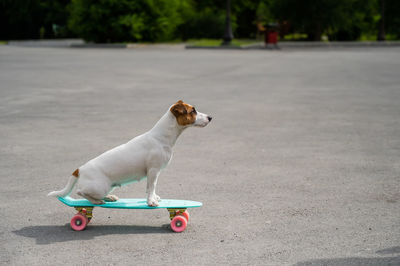 Dog looking away on road