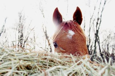 Close-up of horse on field