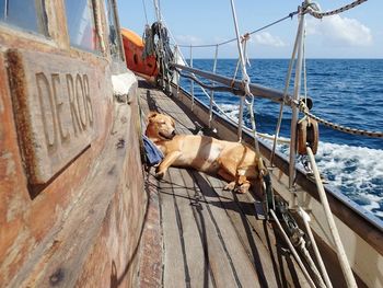 Dog on boat in sea against sky