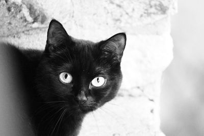 Close-up portrait of cat