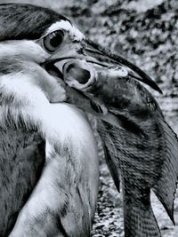 Close-up of duck eating bird