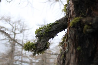 Close-up of lichen on tree trunk