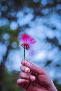 Close-up of hand holding pink flower