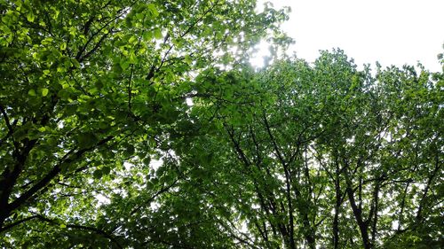 Low angle view of trees