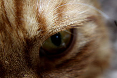 Close-up portrait of cat