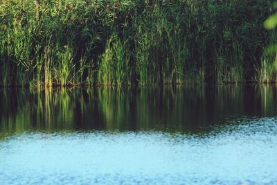 Scenic view of lake in forest