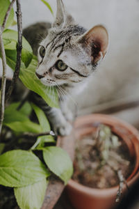 Funny kitty standing on potted plants