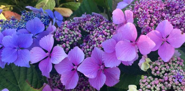 Close-up of purple hydrangea flowers