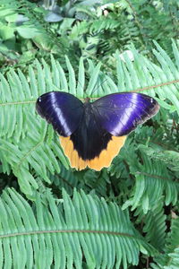 Close-up of butterfly pollinating on purple flower