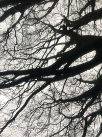 Low angle view of bare tree against sky