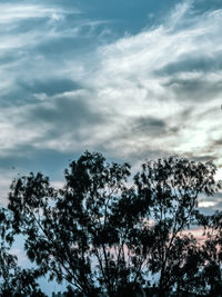 Low angle view of trees against cloudy sky