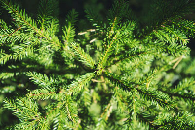 Close-up of pine tree leaves