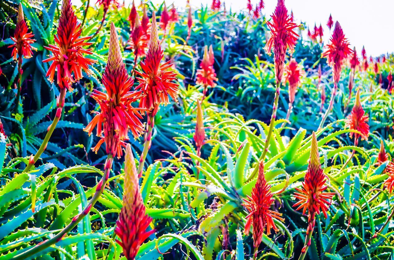 CLOSE-UP OF FLOWERING PLANTS