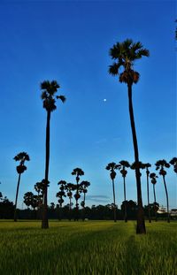 Palm trees on field against blue sky