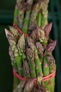 Close-up of plant