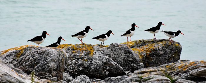 Flock of birds perching on rock