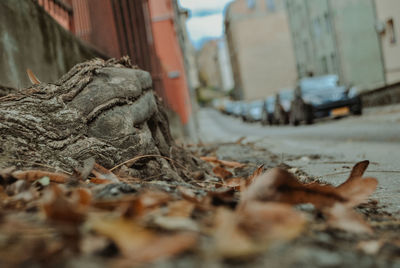 Surface level of messy road amidst buildings