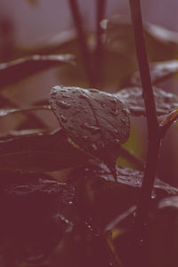 Close-up of water drops on leaf