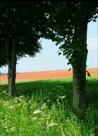 Trees on grassy field