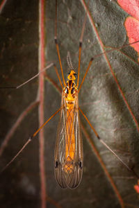 Close-up of insect on leaf