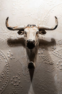 Close-up of animal skull on wall