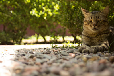 Close-up of cat