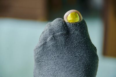 Close-up of yellow bird