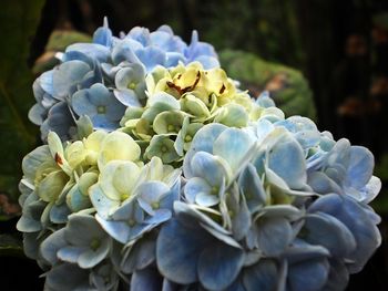 Close-up of flowers blooming outdoors