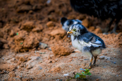 Close-up of bird on field