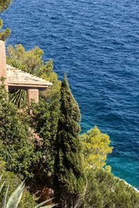 High angle view of tree by sea