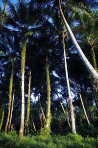 Low angle view of palm trees