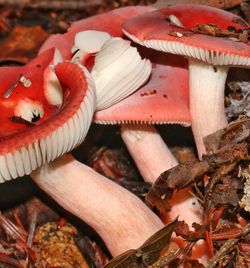 Close-up of mushrooms