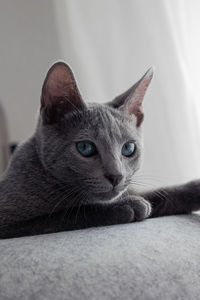 Close-up of cat lying on floor
