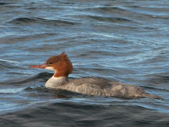 Goosander on sea