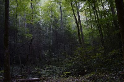 Trees in forest