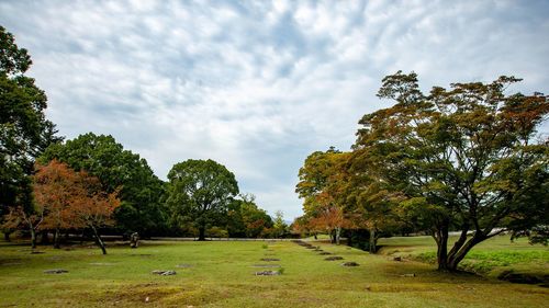 Trees on field against sky